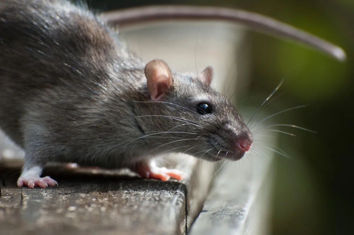 hantavirus infections cruise ship — GB news
