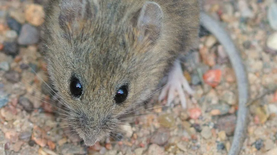 hantavirus — GB news