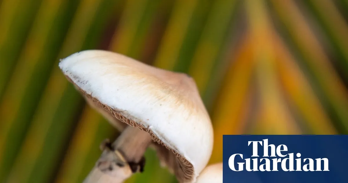 mushroom — GB news